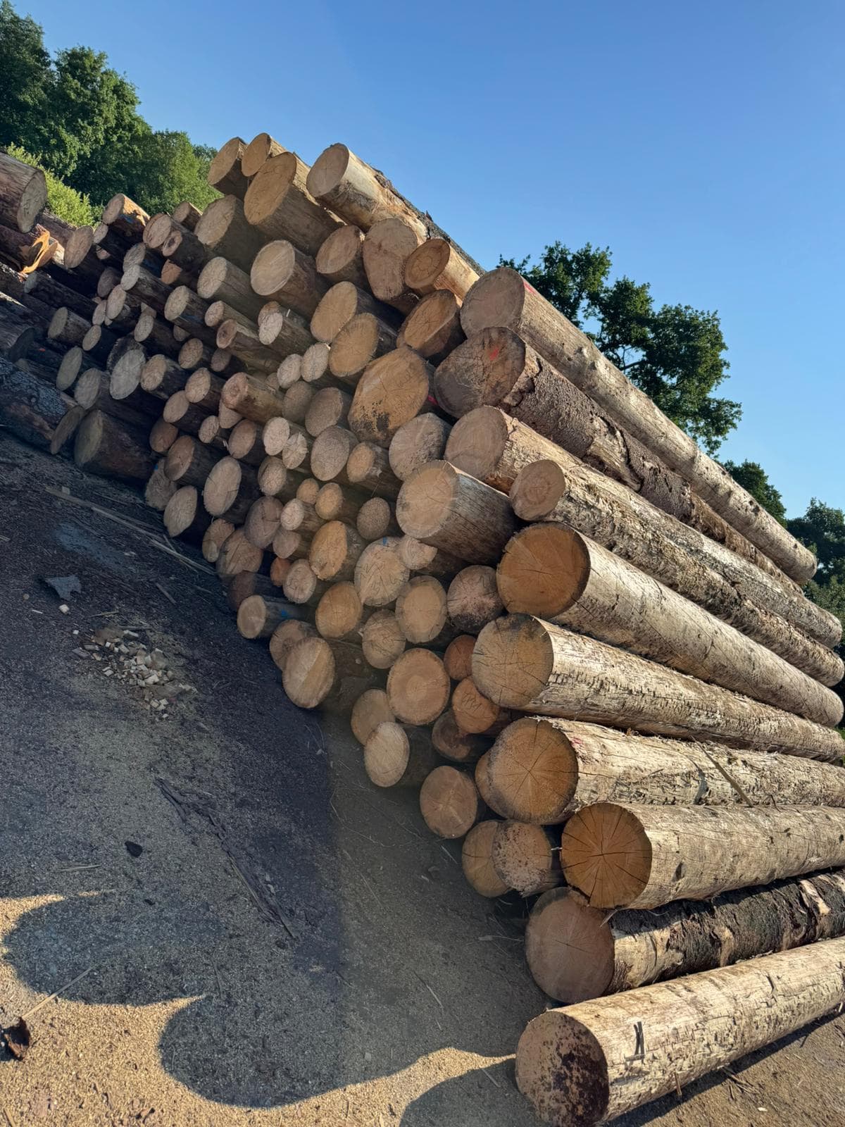 Grumes de bois empilées sur un parc à bois